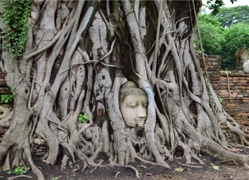 ワットマハタート